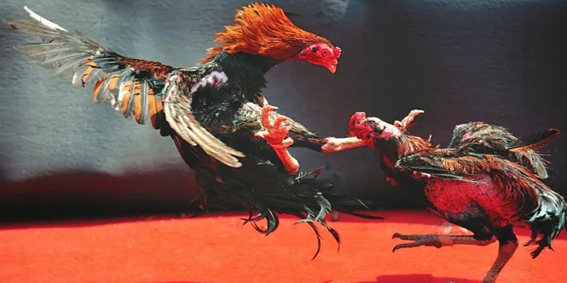 w88bet c1 gà chọi
