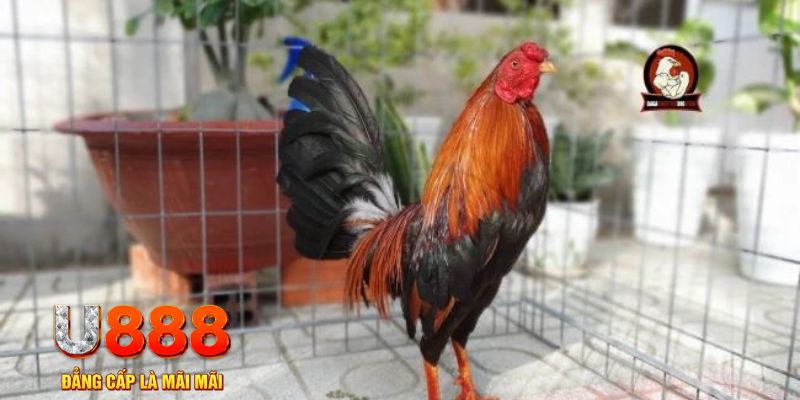 w88bet game máy bay nổ hũ
