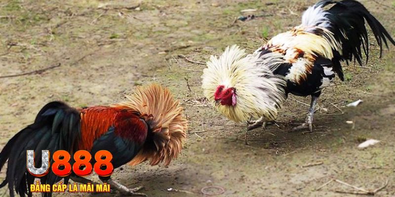 w88bet game nổ hũ là gì