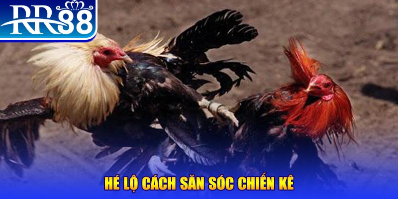 w88bet đăng nhập liêng số 1